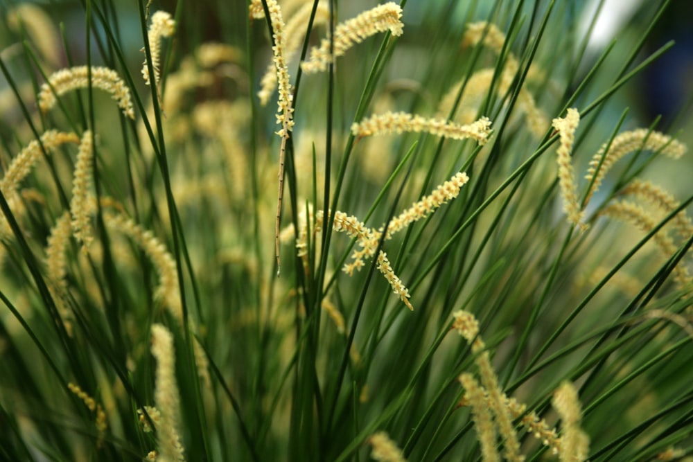 white wheat in close up photography