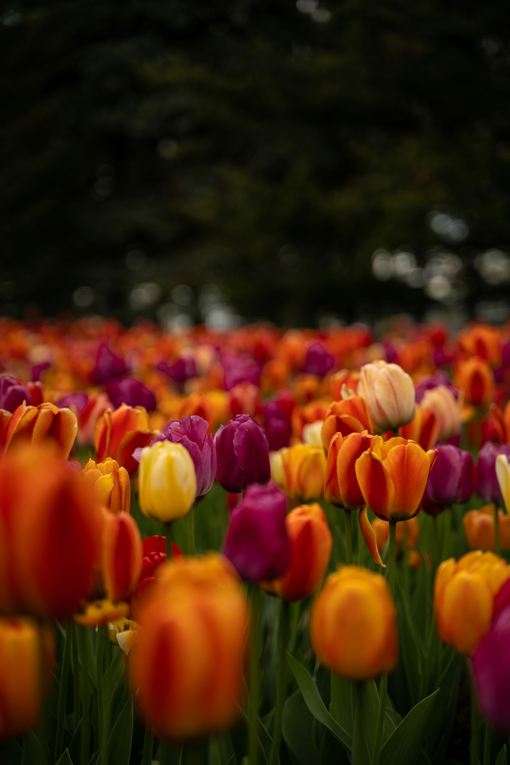yellow and purple tulips in bloom during daytime