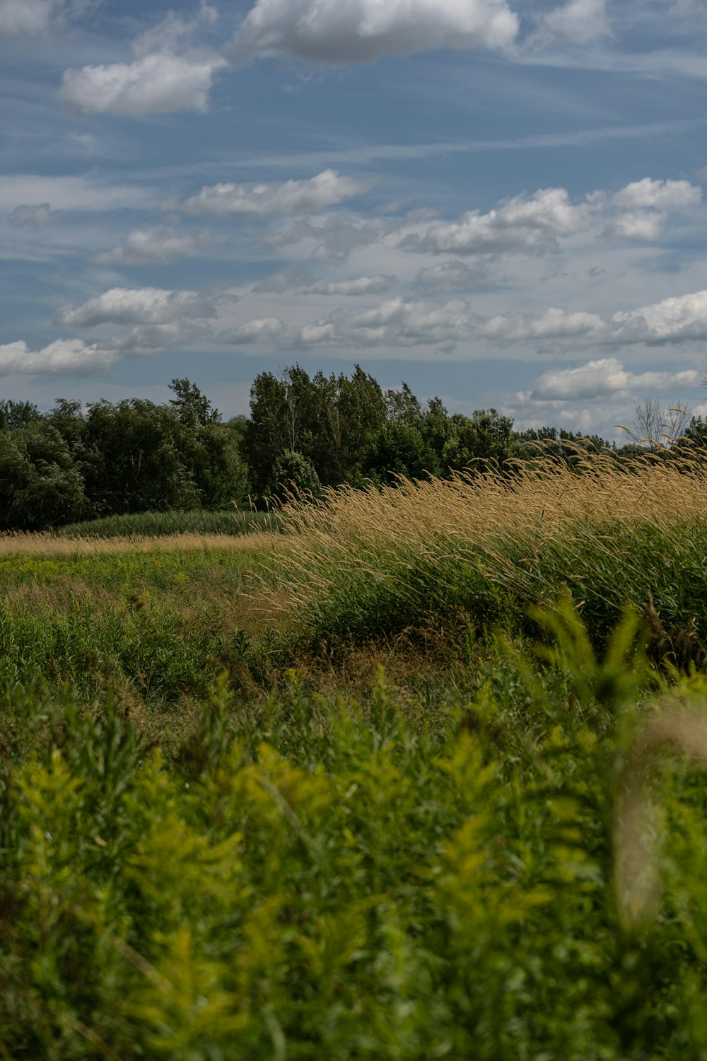 green grass field under blue sky during daytime