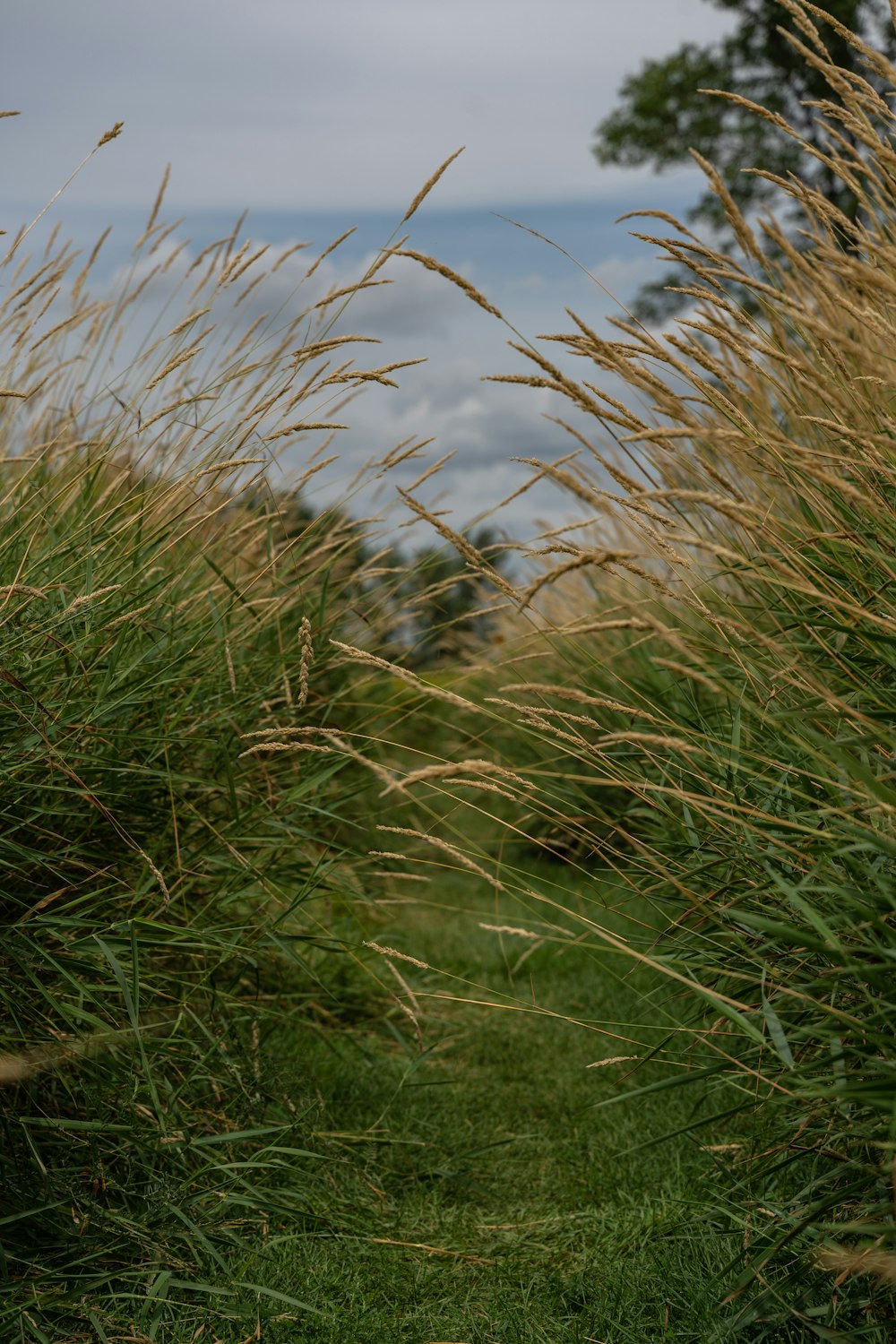 green grass field during daytime