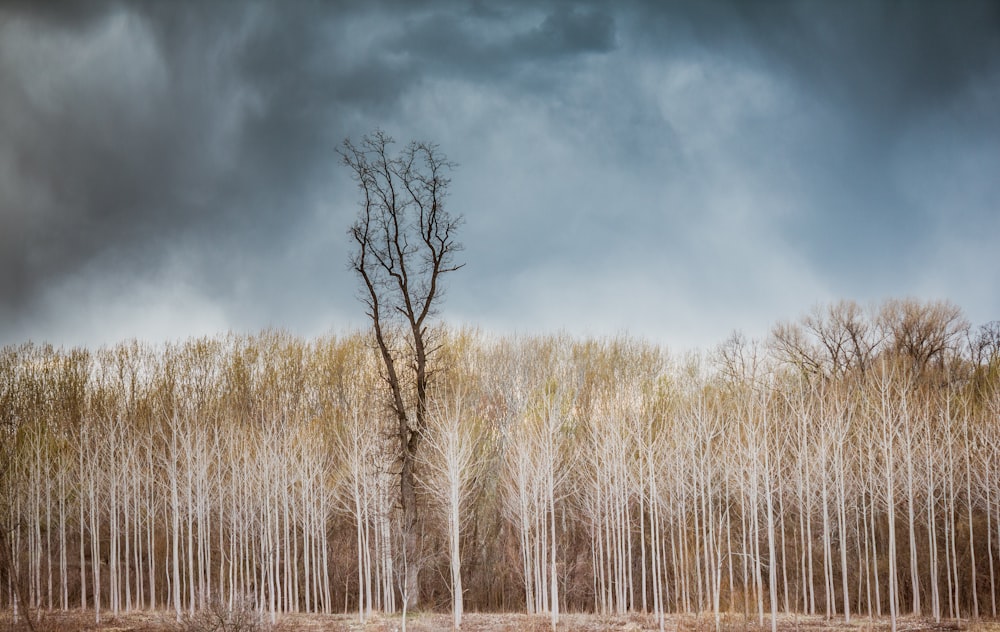 brown leafless trees under cloudy sky during daytime