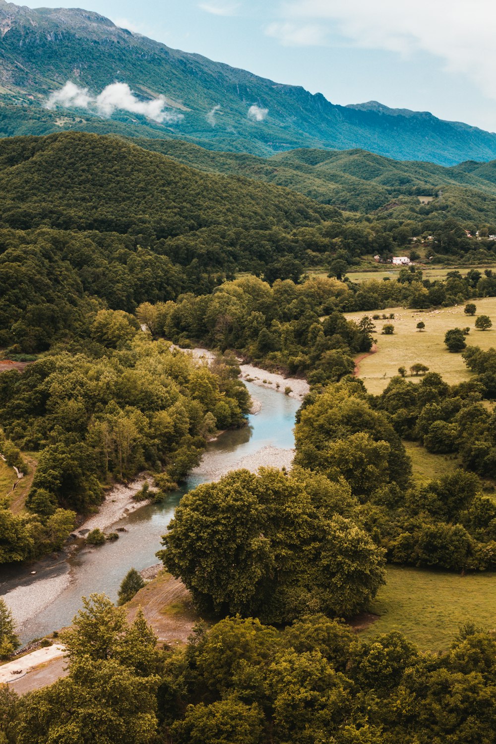 green trees and river during daytime