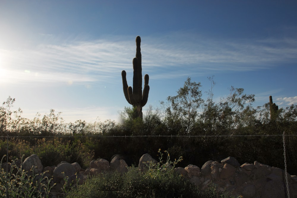 cactus plant on the ground during daytime