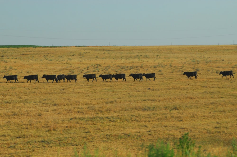 herd of sheep on brown grass field during daytime