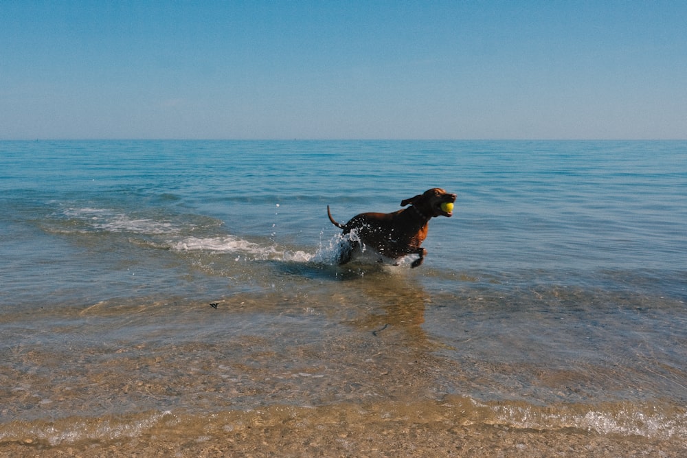 낮 동안 해변에 검은 색과 황갈색 짧은 코트 중간 크기의 개