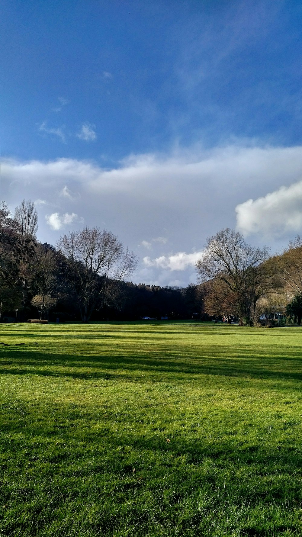 Campo di erba verde con alberi senza foglie sotto il cielo blu e nuvole bianche durante il giorno