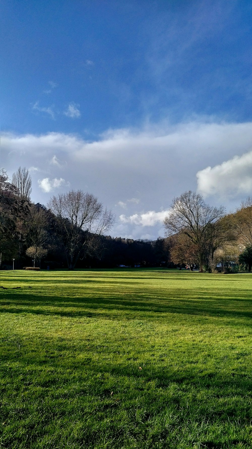 campo de grama verde com árvores sem folhas sob o céu azul e nuvens brancas durante o dia