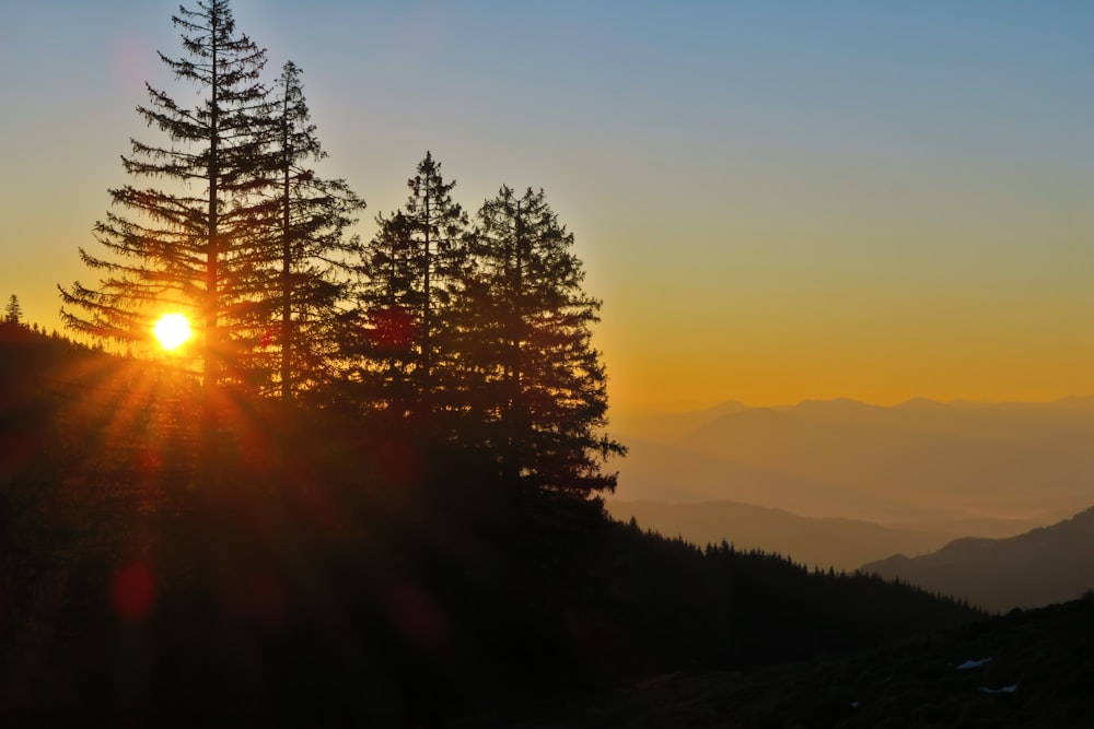 silhouette of trees during sunset