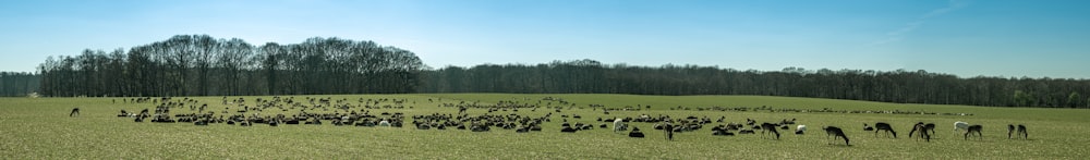 campo di erba verde con animali durante il giorno