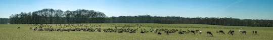 green grass field with animals during daytime in Klampenborg Denmark