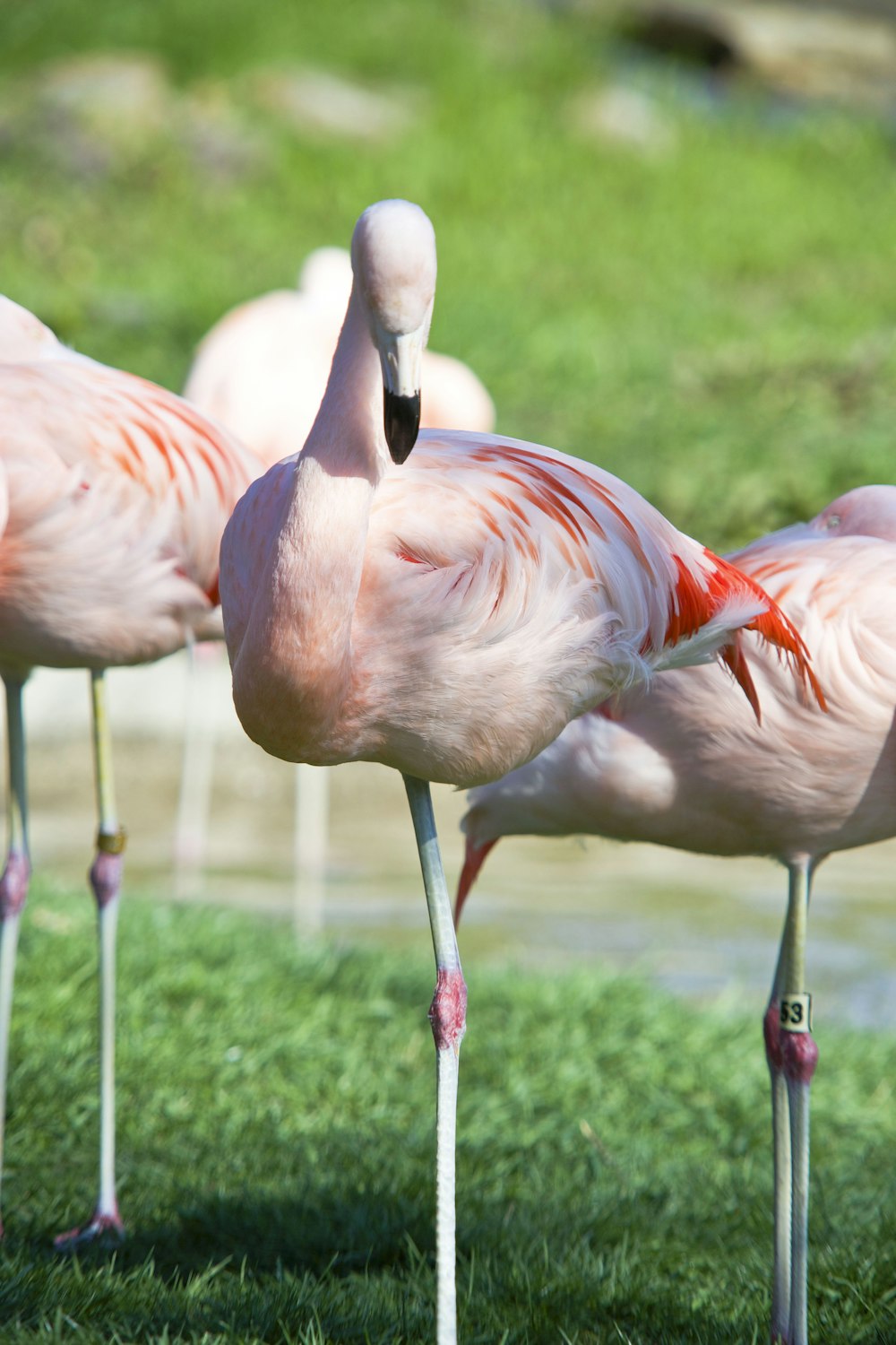 pink flamingos on green grass during daytime
