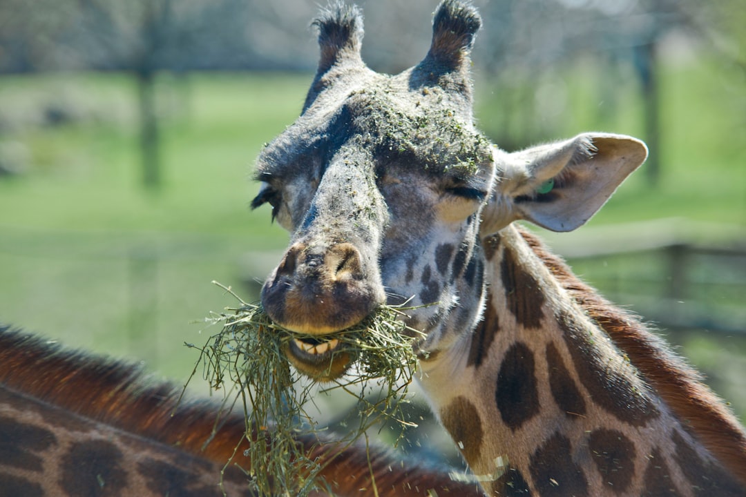 brown and white giraffe on green grass during daytime