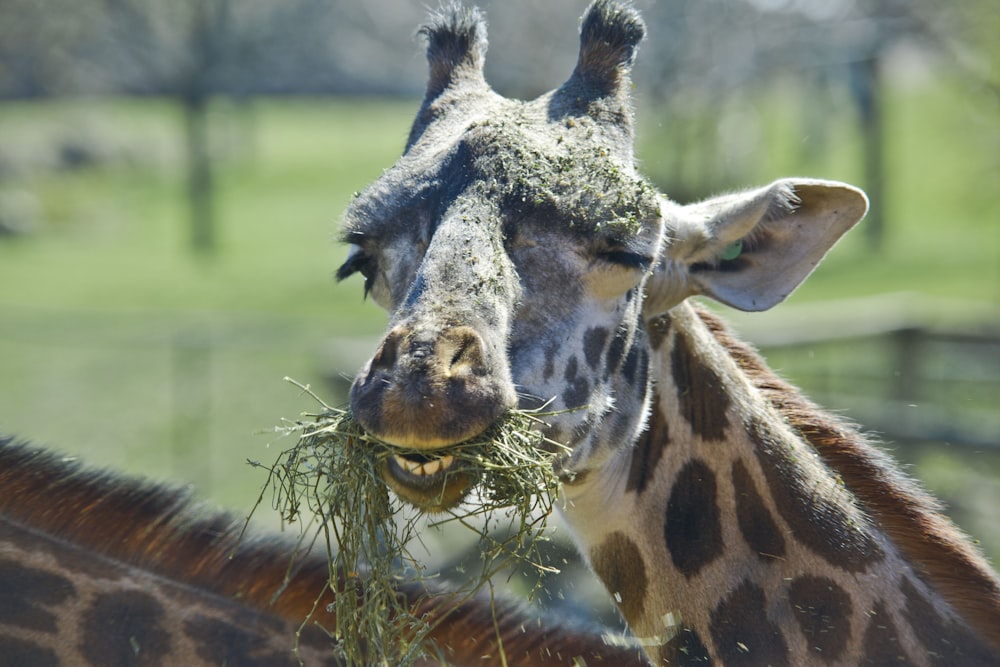 brown and white giraffe on green grass during daytime