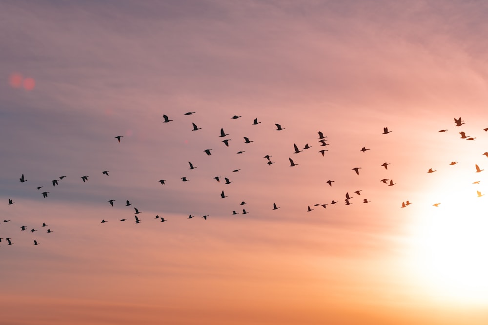 silhouette of birds flying during sunset