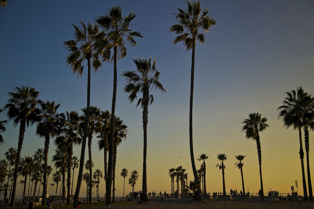 palm trees under blue sky during daytime