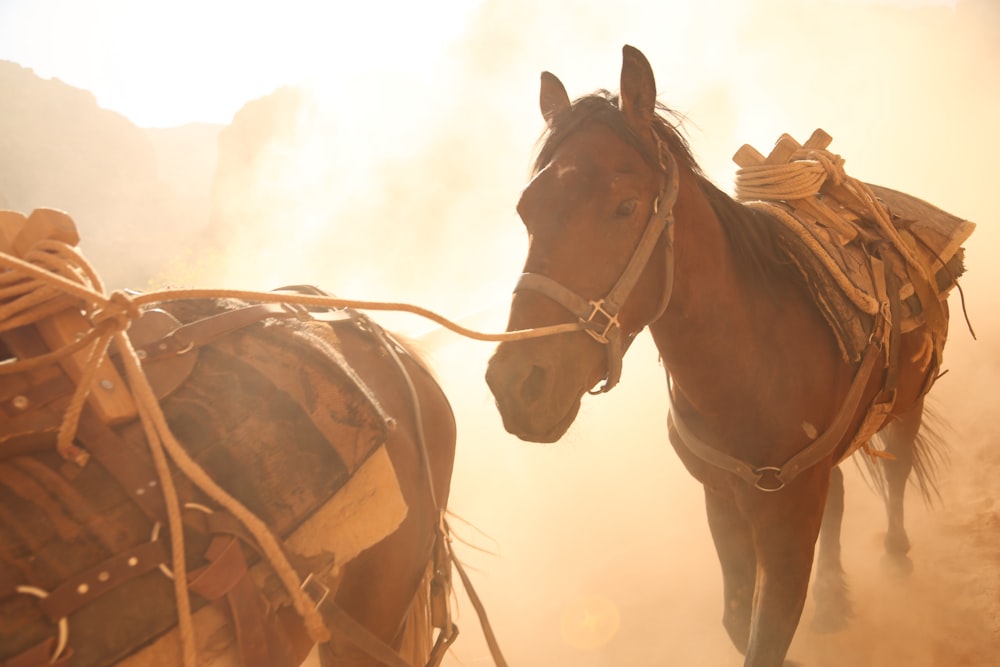 brown horse in brown field during daytime