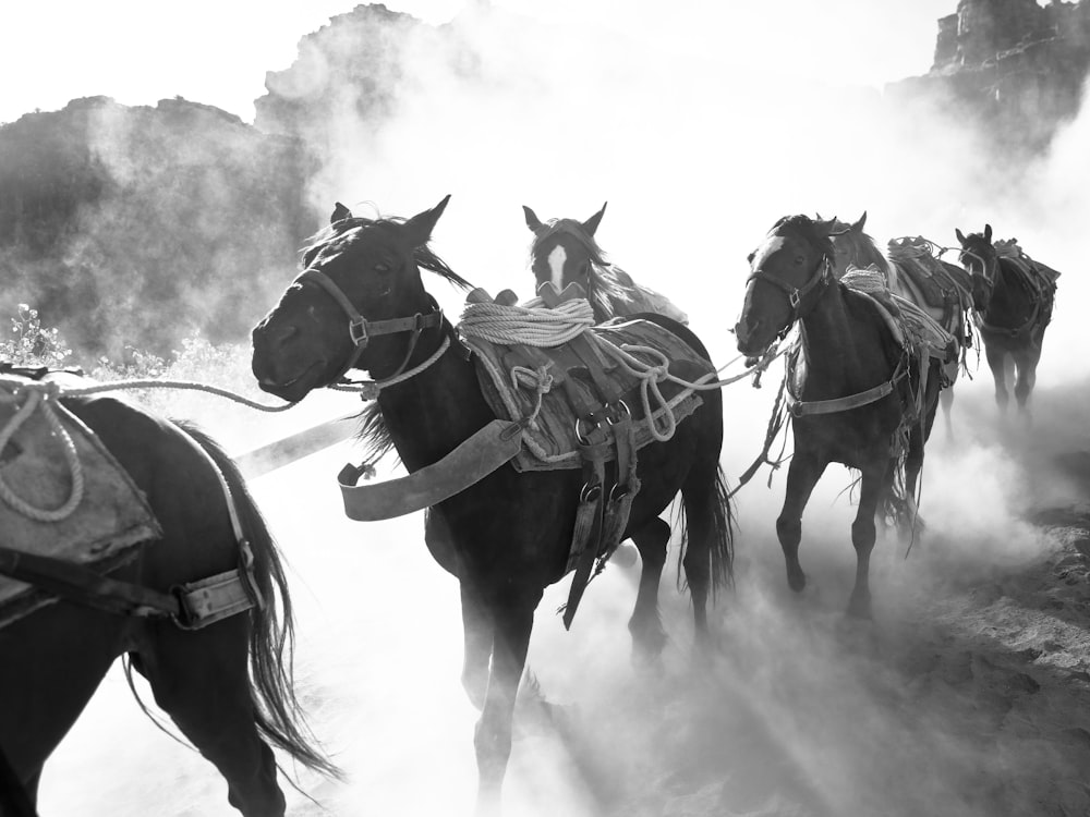 grayscale photo of 2 horses