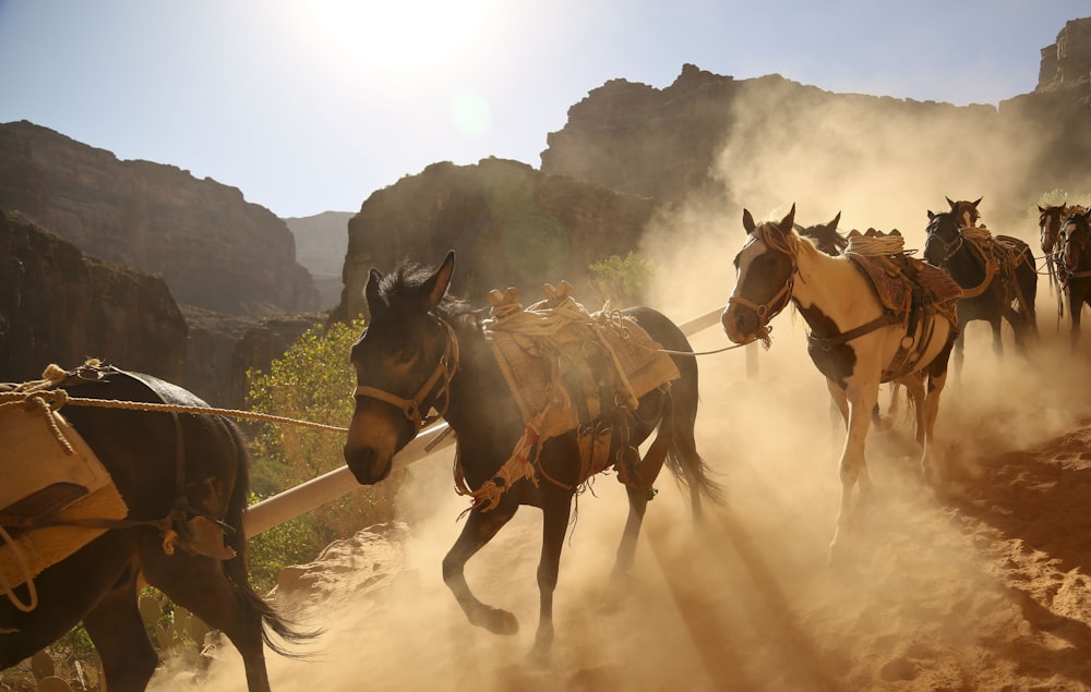 Caballos negros y marrones sobre arena blanca durante el día