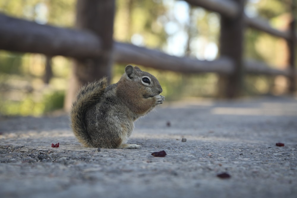 scoiattolo marrone su pavimentazione in cemento grigio durante il giorno
