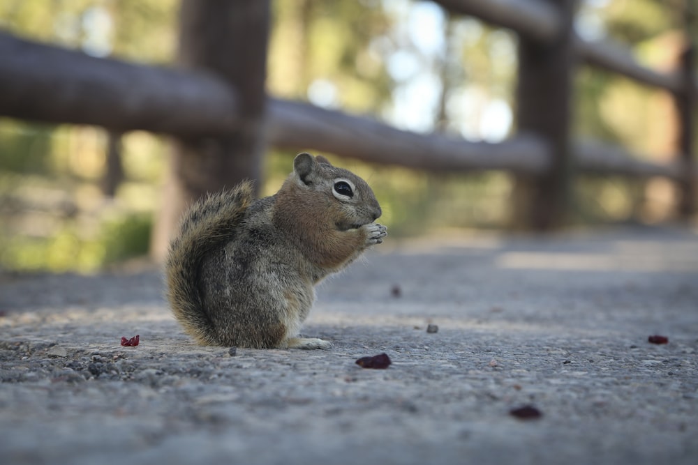 brown squirrel on gray concrete pavement during daytime