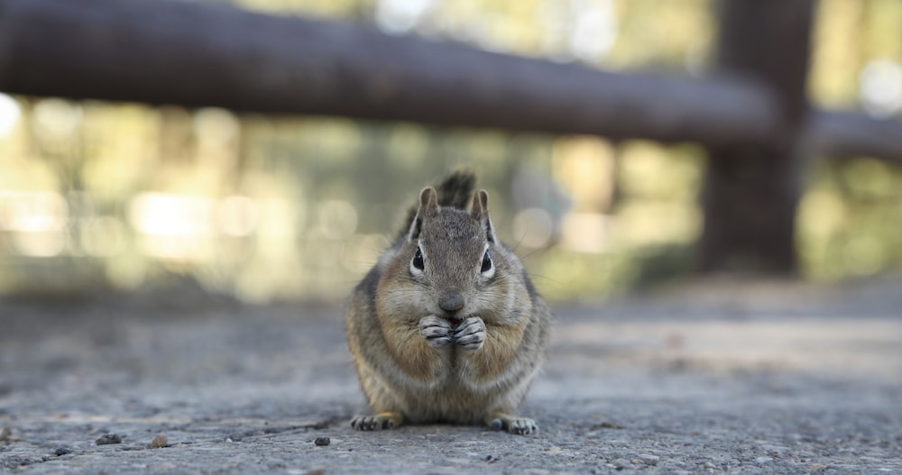 brown squirrel on gray concrete floor during daytime