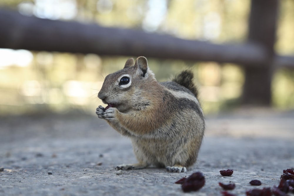 brown squirrel on gray concrete floor during daytime