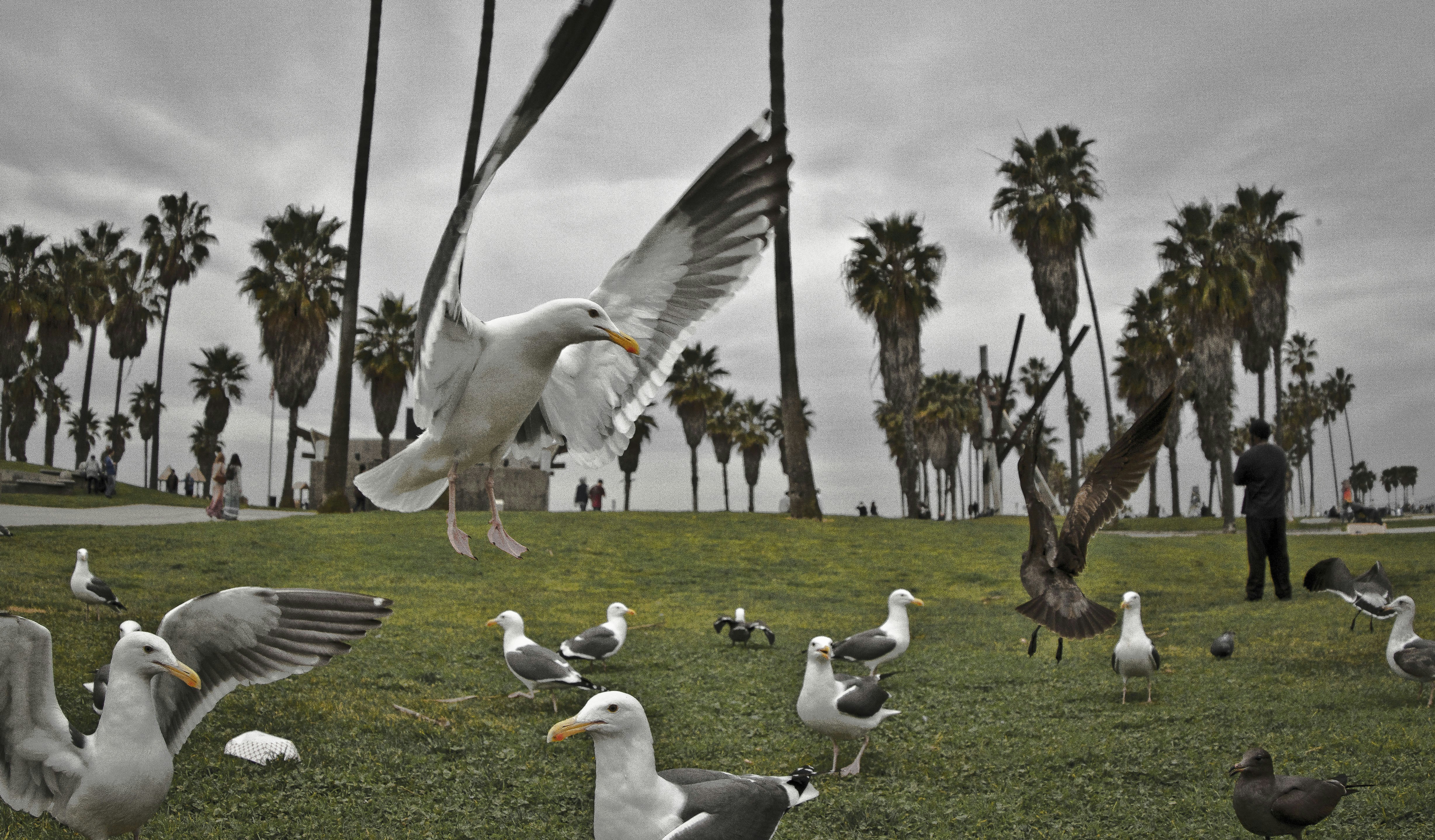white and gray birds on tree branch during daytime