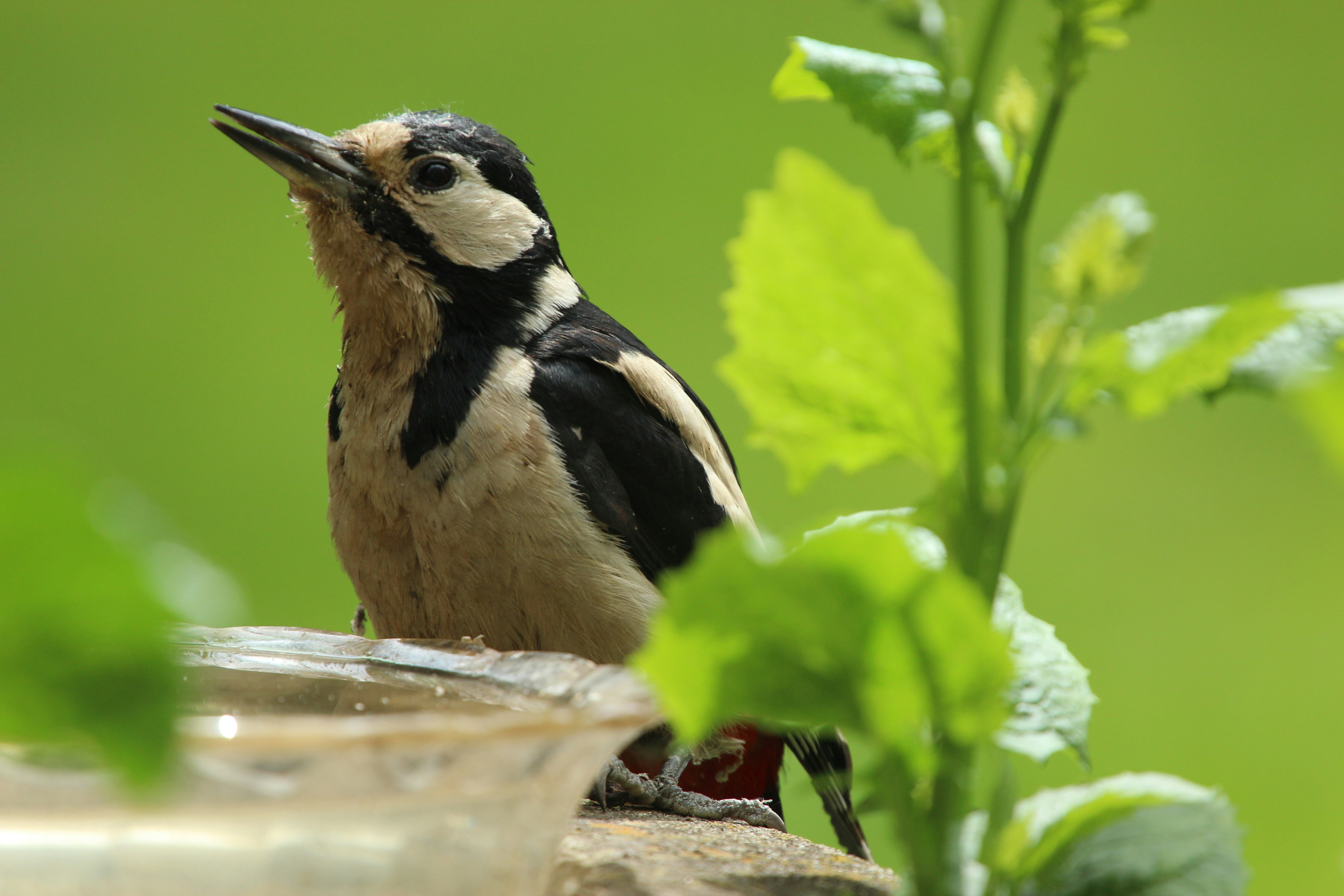 12 Bird Feeding Tips for Small Garden Spaces