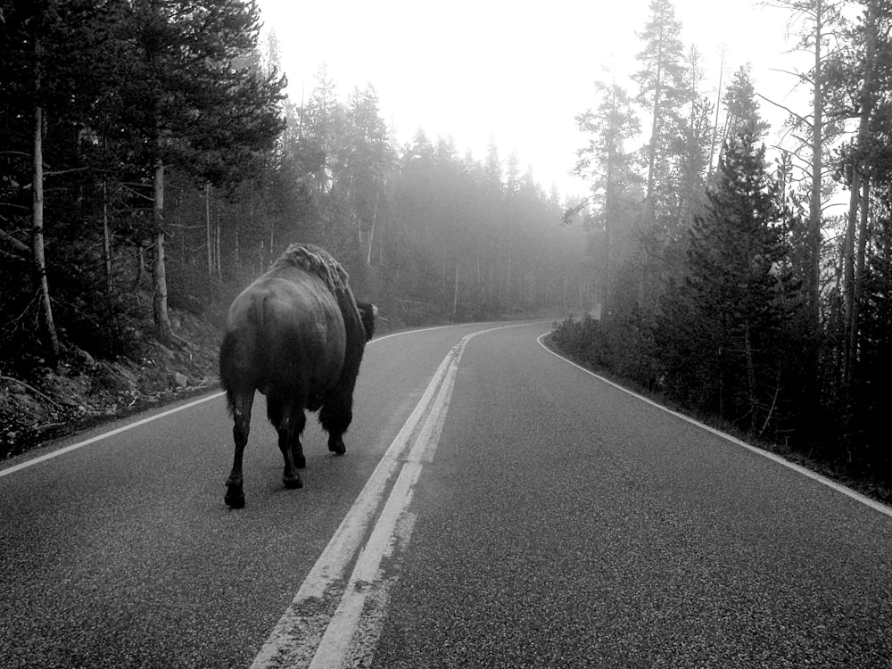grayscale photo of cow on road