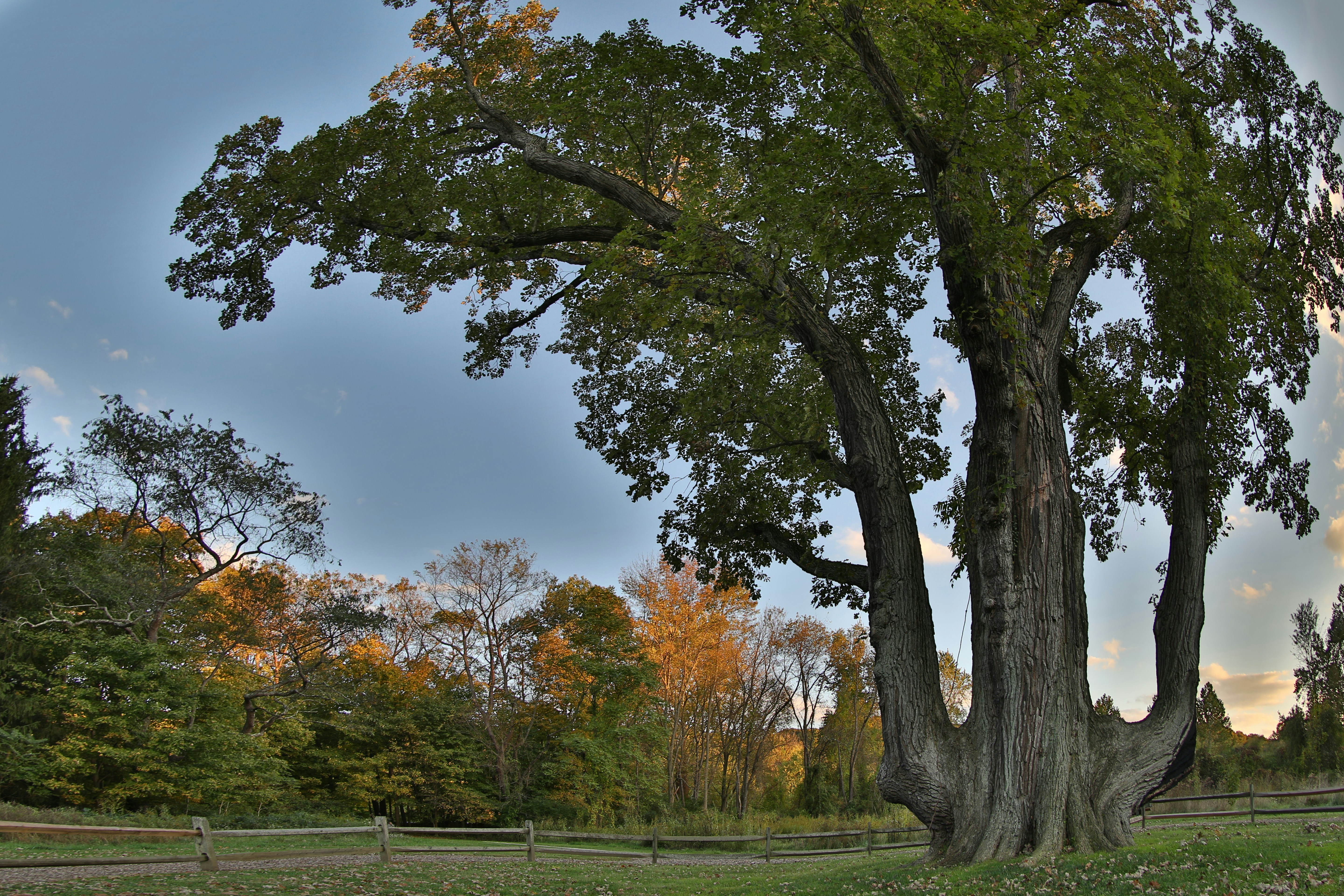 green and brown trees under blue sky during daytime
