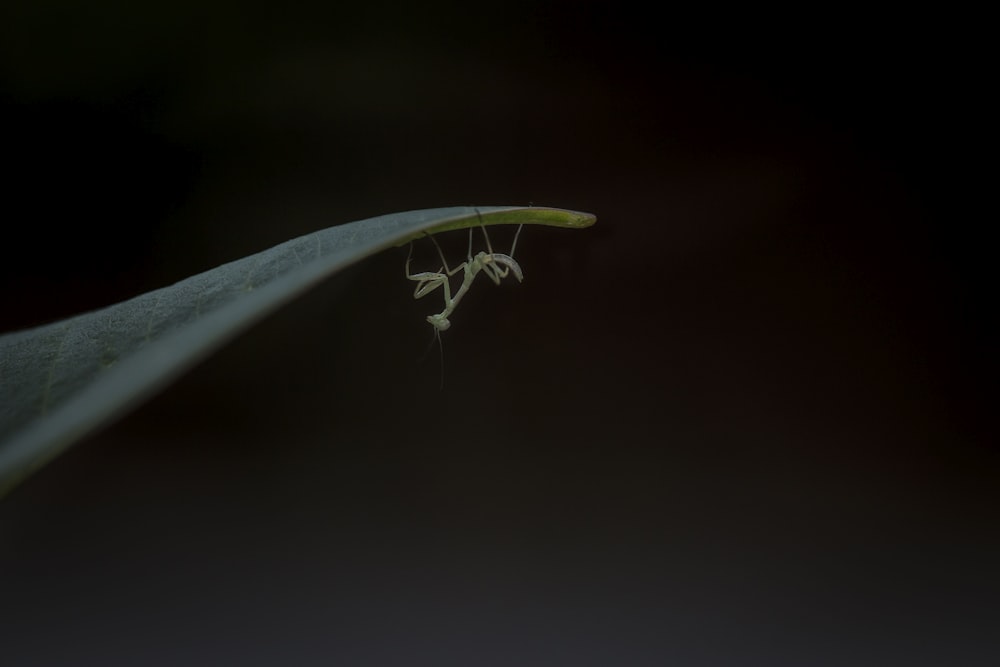 black and white dragonfly on green leaf