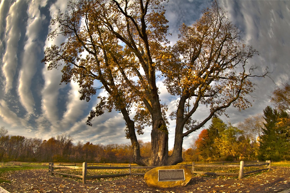 brown tree on green grass field under white clouds and blue sky during daytime