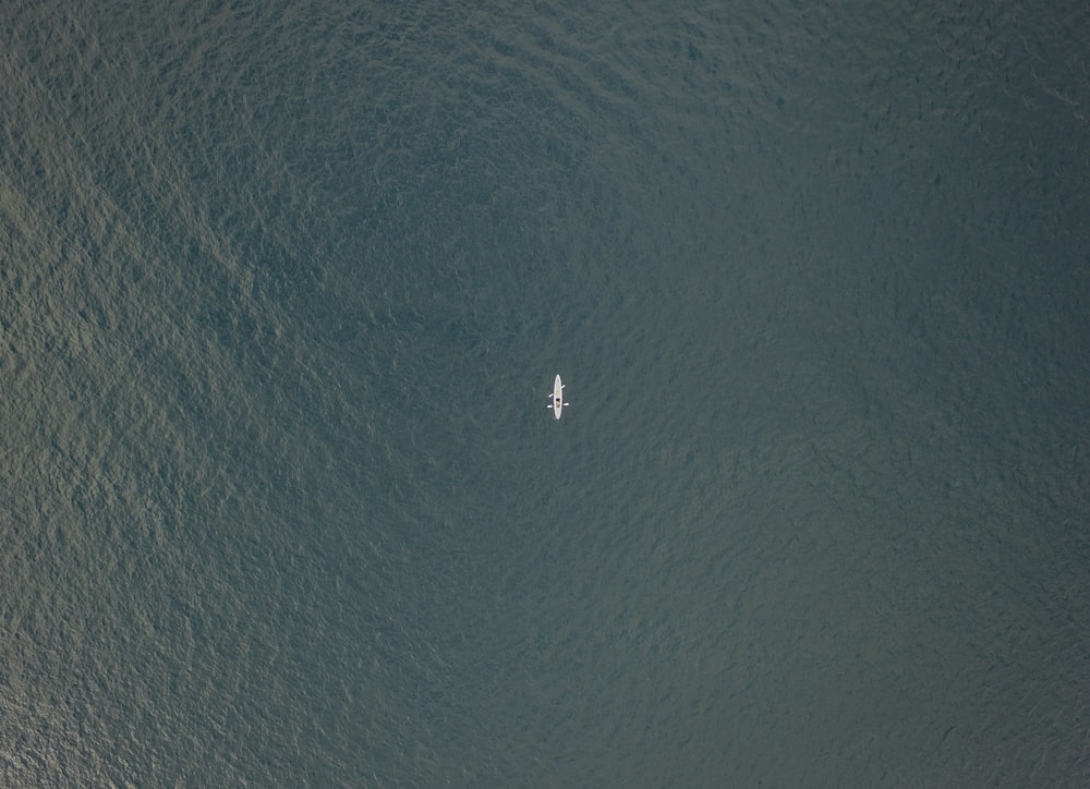 white bird flying over the sea during daytime