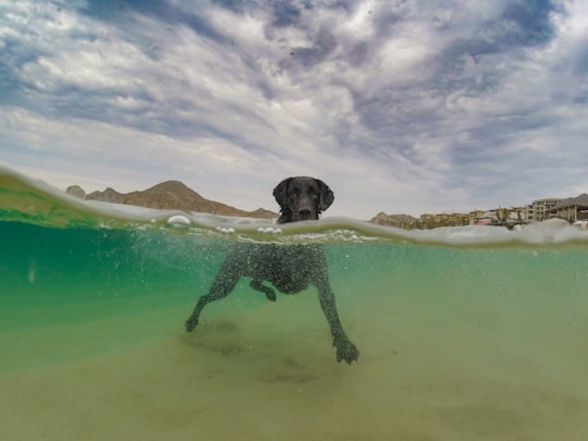 black labrador retriever in water during daytime in Cabo Mexico