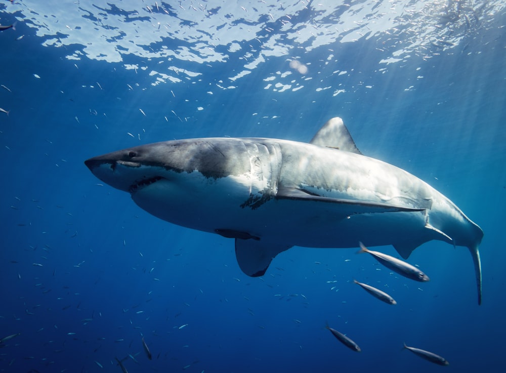 requin blanc et noir sous l’eau