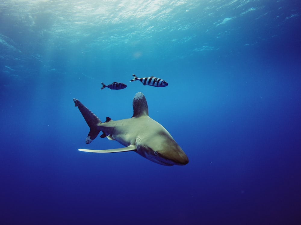 grey shark in the water