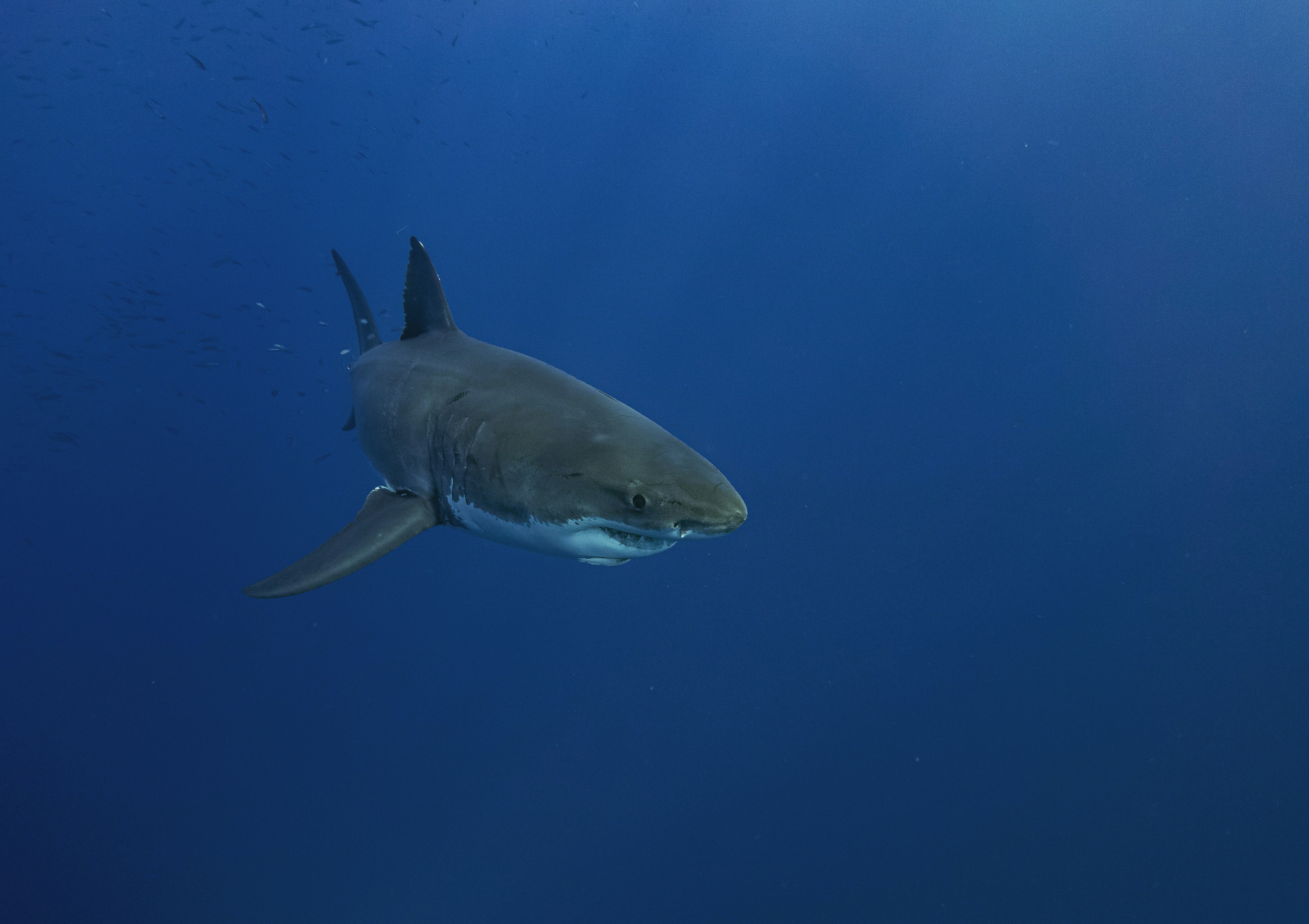 Great White Shark