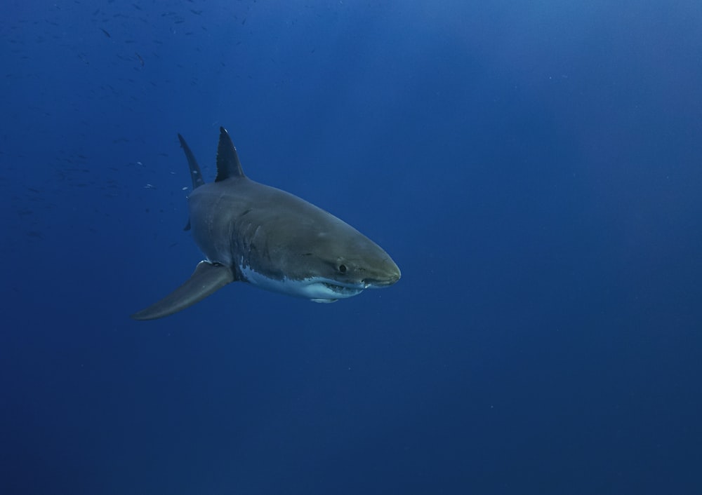 Tiburón negro en agua azul