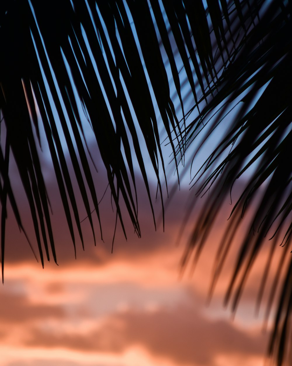 palm tree under cloudy sky during sunset