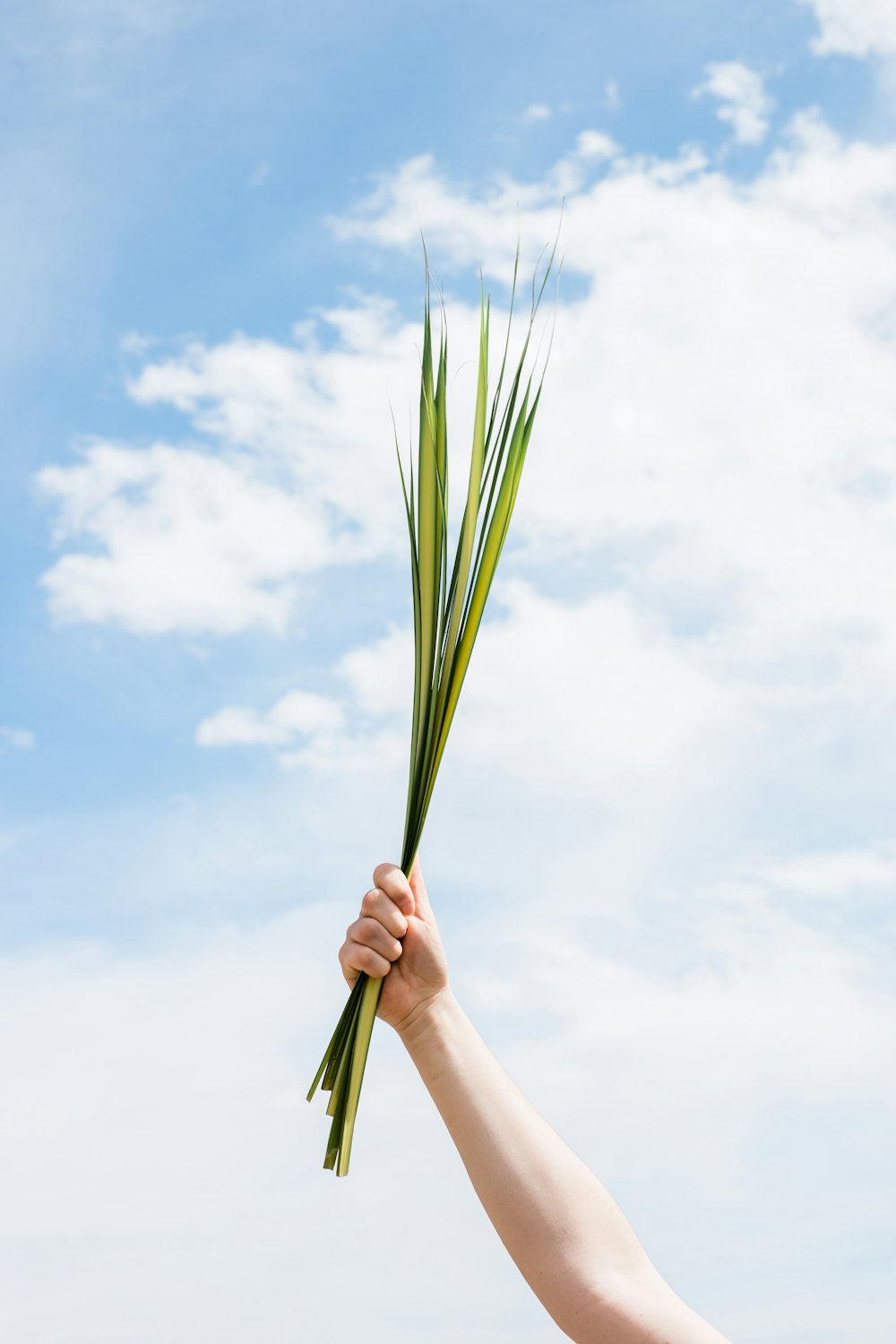 Persona sosteniendo una planta de hoja verde
