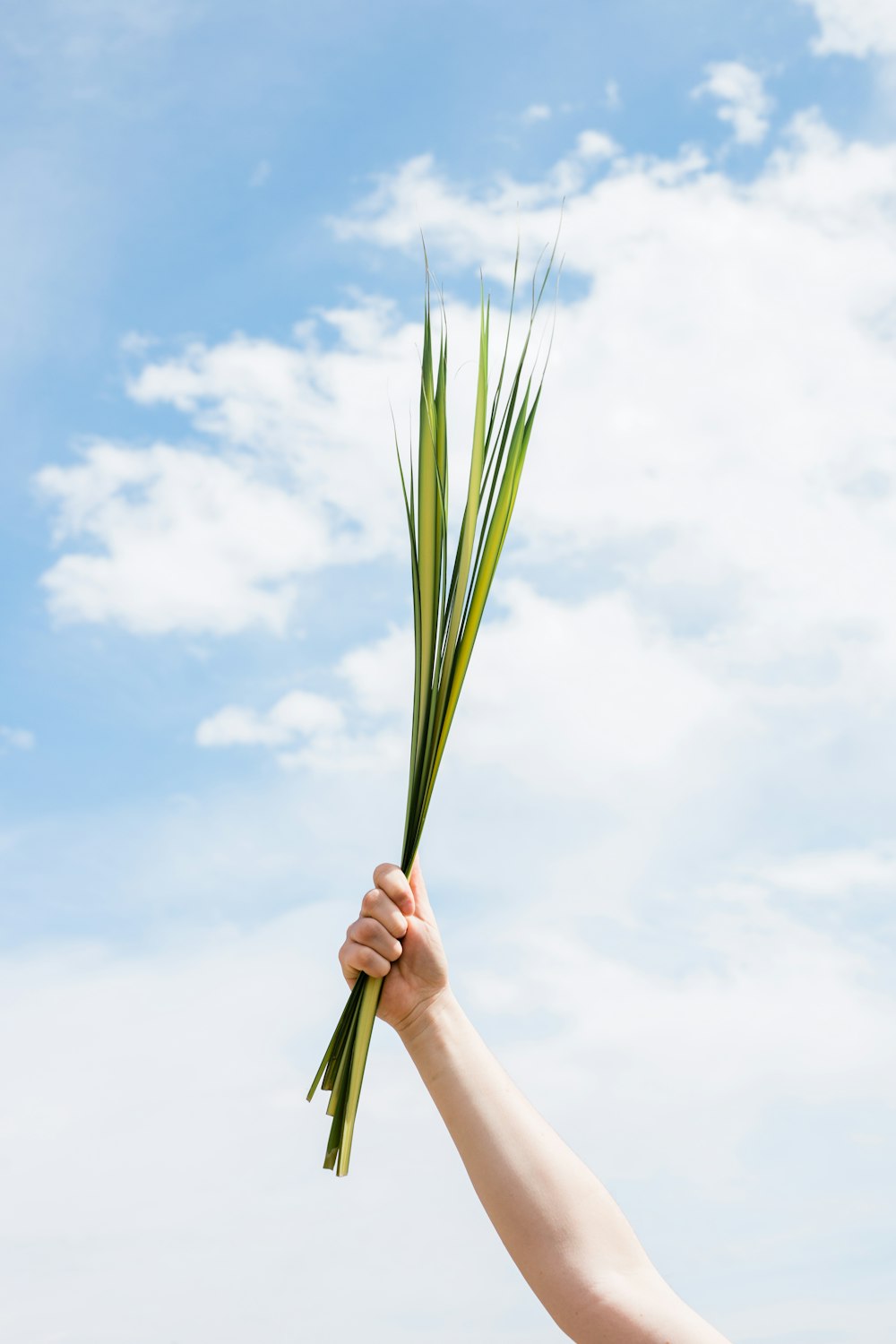 Person mit grüner Blattpflanze