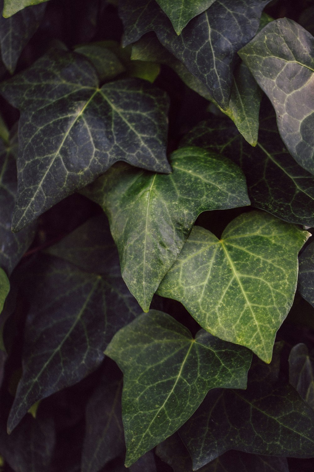 green and yellow leaf plant