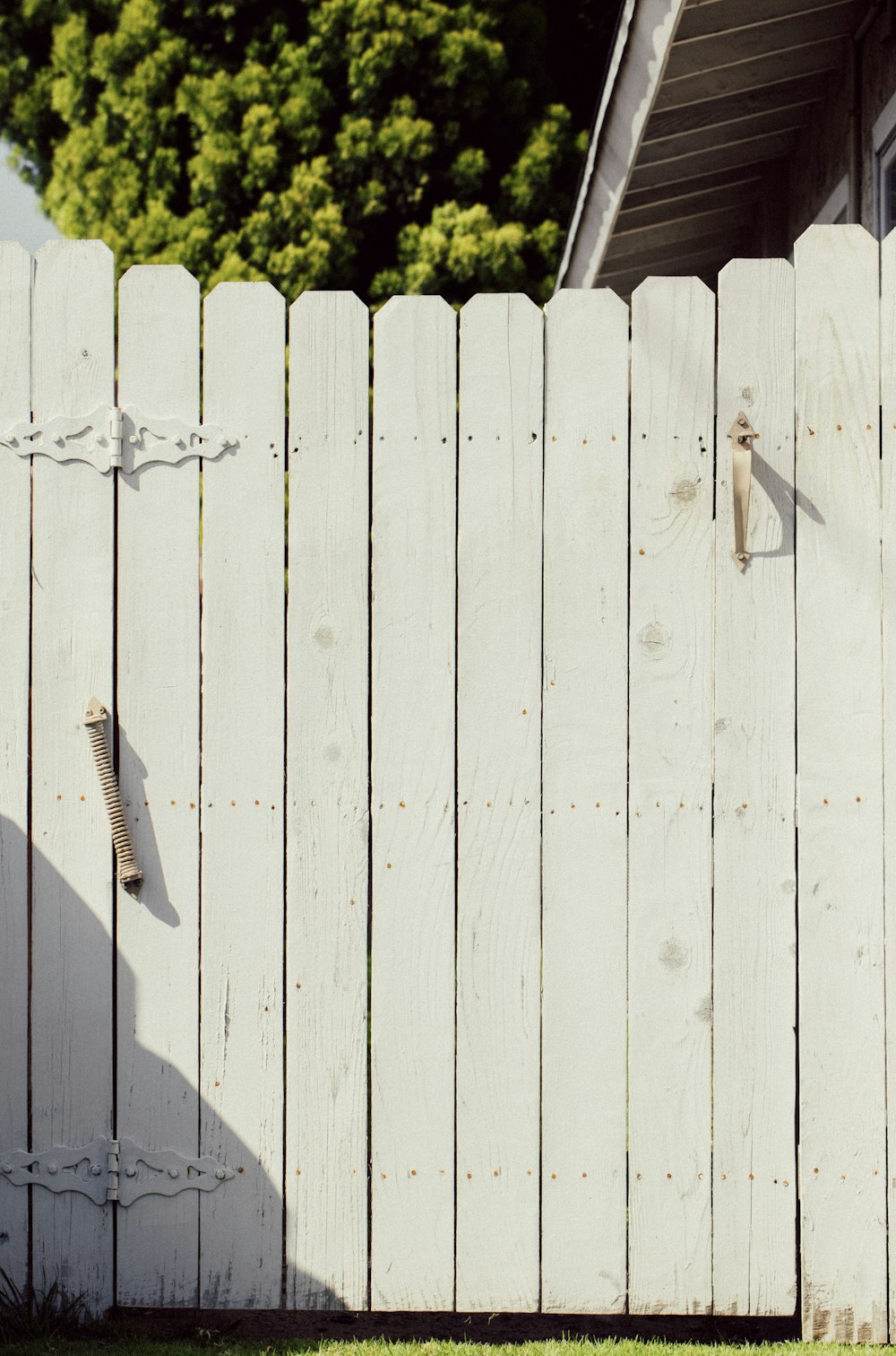 black and yellow insect on white wooden fence