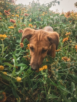 A happy dog exploring a lush green garden with wildflowers