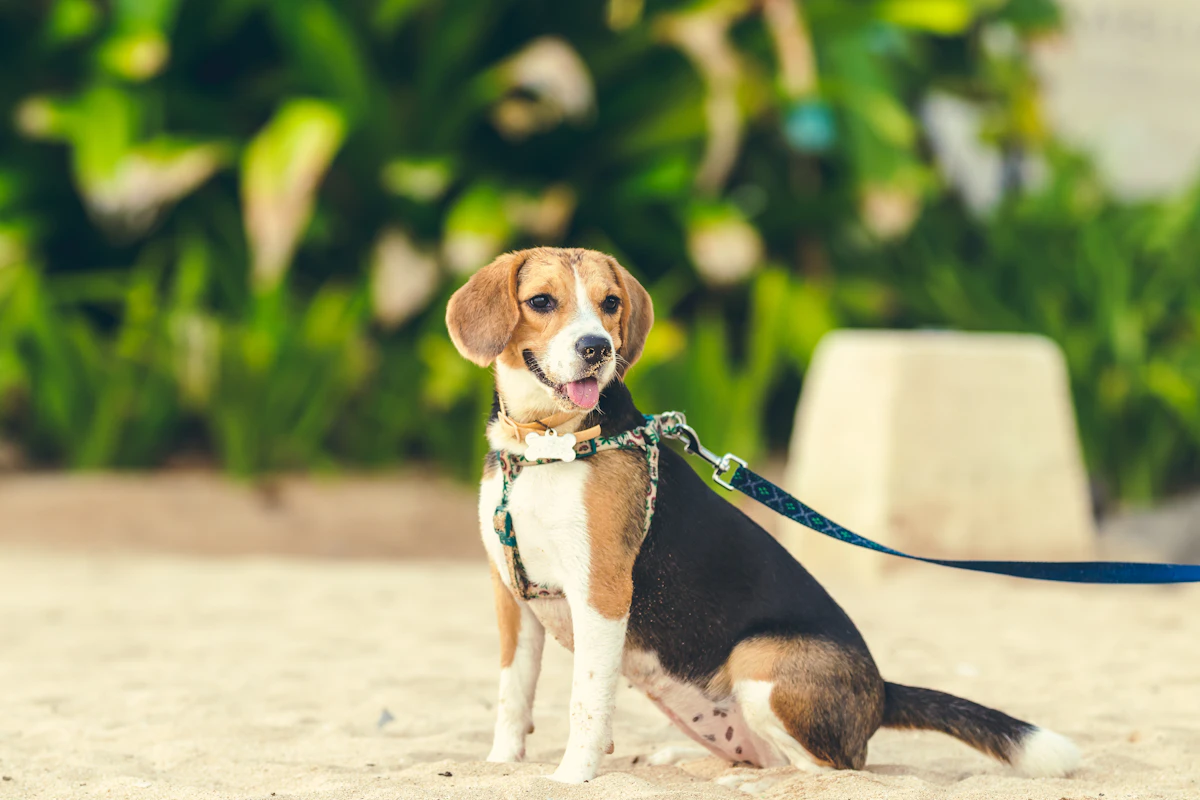 Beagle tricolore en pleine course dans un jardin, oreilles au vent