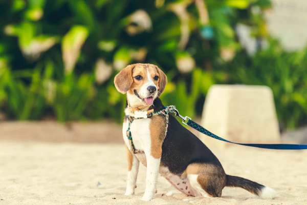 Beagle tricolore en pleine course dans un jardin