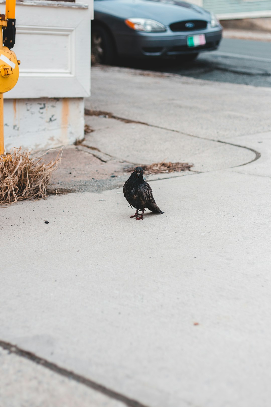 black bird on gray concrete floor during daytime