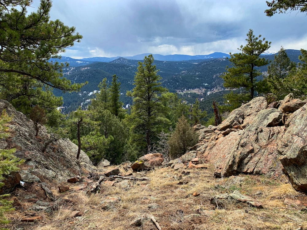 green pine trees on brown field during daytime