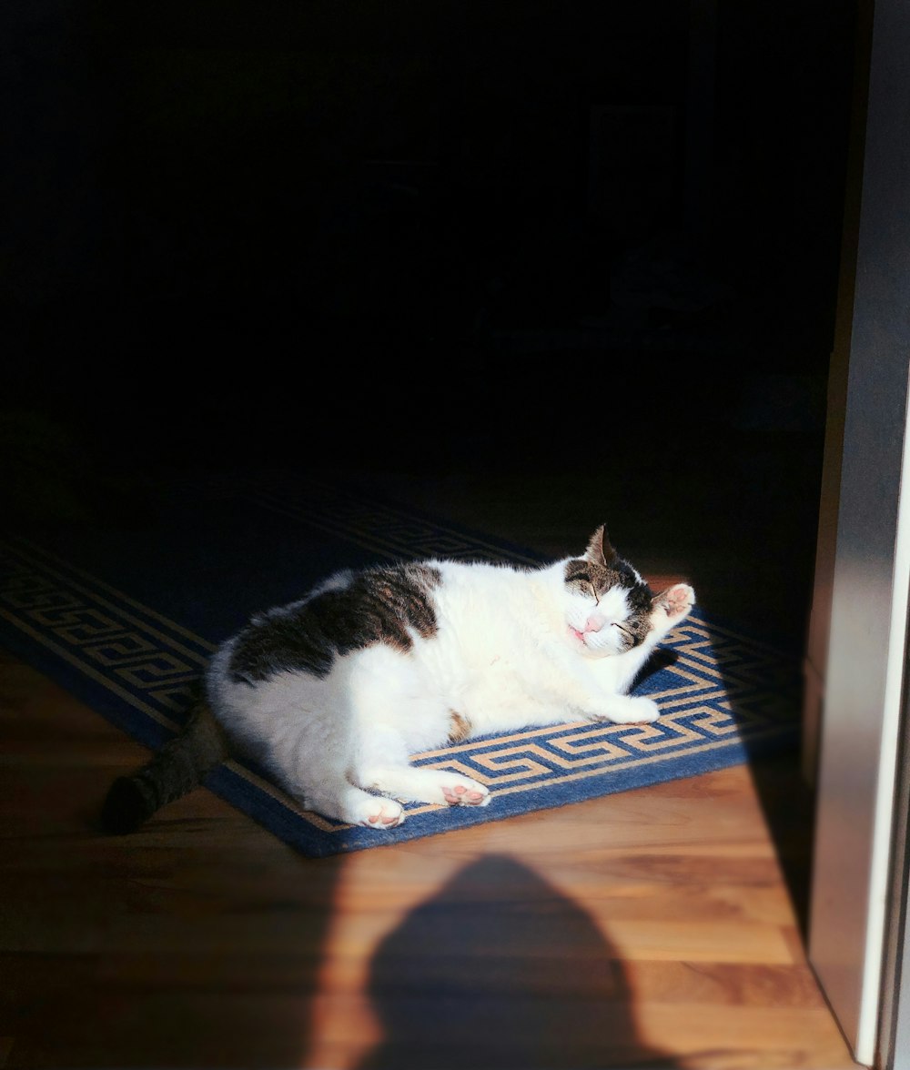 white and black cat on blue and white rug