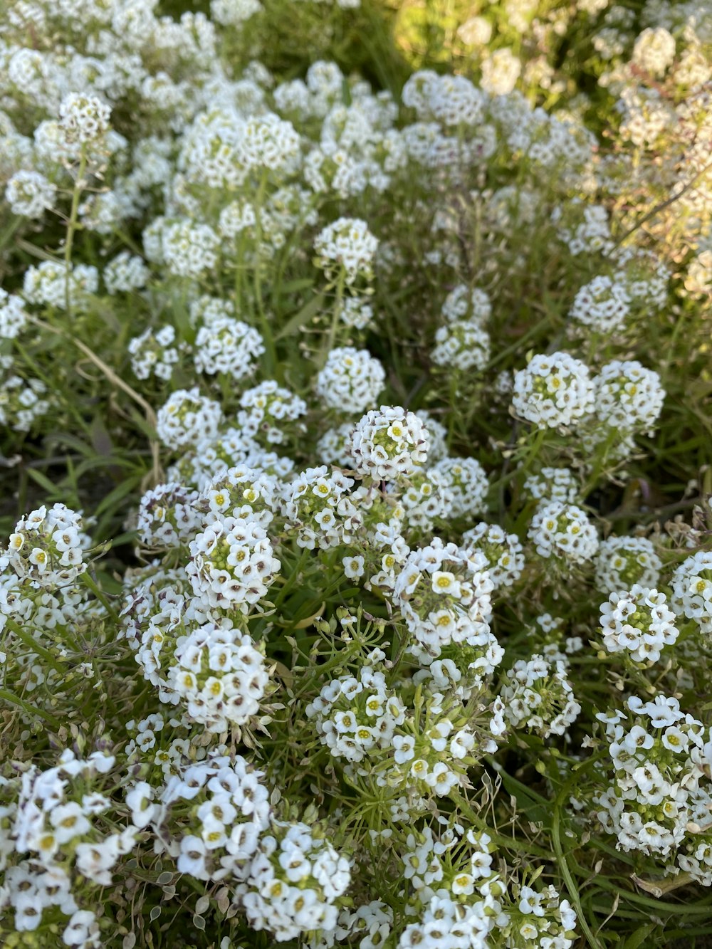 white flowers with green leaves